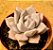Echeveria juliana - Imagem 2