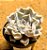 Echeveria thriller pearl - Imagem 2