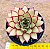 Echeveria mely - Imagem 1