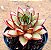 Echeveria mely - Imagem 2