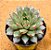 Echeveria mely - Imagem 2