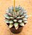 Echeveria mely - Imagem 8