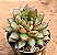 Echeveria mely - Imagem 2