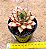Echeveria mely - Imagem 3