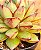 Echeveria mely - Imagem 5