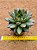 Echeveria mely - Imagem 5