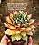 Echeveria mely - Imagem 7