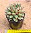 Echeveria mely - Imagem 3
