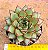 Echeveria mely - Imagem 1