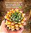 Echeveria mely - Imagem 6