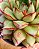 Echeveria mely - Imagem 6