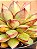 Echeveria mely - Imagem 4