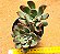 Echeveria savage love - Imagem 2