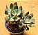 Echeveria savage love - Imagem 3