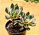 Echeveria savage love - Imagem 1