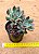 Echeveria savage love - Imagem 4