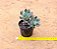 Echeveria savage love - Imagem 6