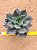 Echeveria sombra - Imagem 4