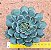 Echeveria santa lewis - Imagem 4