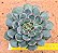 Echeveria santa lewis - Imagem 1