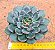 Echeveria santa lewis - Imagem 2