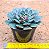 Echeveria santa lewis - Imagem 3