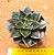 Echeveria monocerotis - Imagem 4