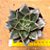 Echeveria monocerotis - Imagem 1