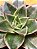 Echeveria monocerotis - Imagem 3