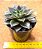 Echeveria monocerotis - Imagem 2
