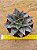Echeveria monocerotis - Imagem 2