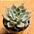 Echeveria halloween - Imagem 2
