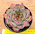 Echeveria halloween - Imagem 6