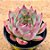 Echeveria halloween - Imagem 5