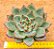 Echeveria halloween - Imagem 1