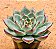 Echeveria halloween - Imagem 2