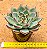 Echeveria halloween - Imagem 3
