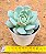 Echeveria prisma - Imagem 3