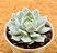 Echeveria prisma - Imagem 2