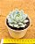 Echeveria prisma - Imagem 3