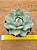 Echeveria prisma - Imagem 2