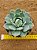 Echeveria prisma - Imagem 1