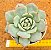Echeveria prisma - Imagem 1