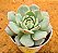 Echeveria prisma - Imagem 2