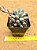Pachyveria baby fingers - Imagem 1