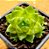 Haworthia cymbiformis var. obtusa - Imagem 2