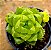 Haworthia cymbiformis var. obtusa - Imagem 4