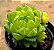 Haworthia cymbiformis var. obtusa - Imagem 2