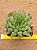 Haworthia cooperi var pilifera - Imagem 1