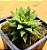 Haworthia fasciata browniana - Imagem 2
